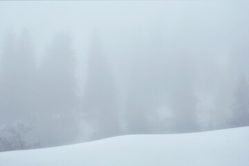 A minimalistic winter look where the silhouettes of coniferous trees are immersed in a thick white fog. The atmosphere of mystery, silence and cold tranquility.  © Lana Kray