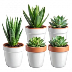 Six potted succulent plants in white pots with brown trim against a white background, close-up, various shapes