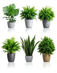 Six potted vibrant green plants, varieties contrasting, on a reflective surface, isolated against a white background