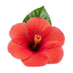 Red hibiscus flower with water droplets isolated On Transparent Background