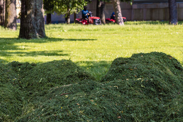 Vibrant mounds of freshly cut grass fill foreground, contrasting with lush, manicured lawn beyond. In background, workers operate red lawn mowers amidst shady trees, capturing everyday rhythm of park 