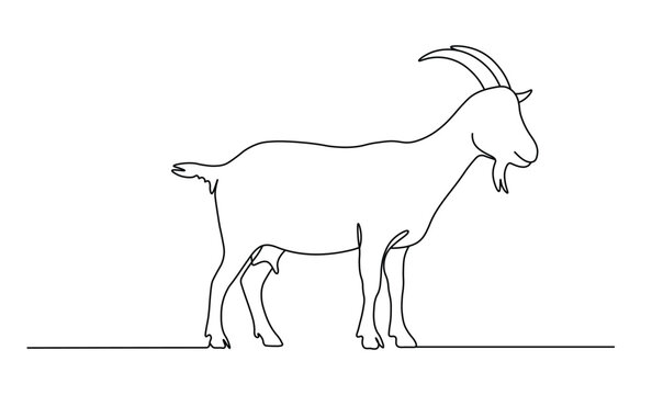 Goat silhouette standing in rural farm setting with detailed horns beard and udders images