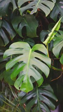 Green Monstera Deliciosa plant leaves unfurling with natural light and shadows