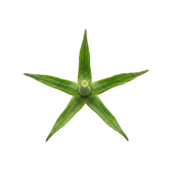 Green Tomato Blossom Star Shape Isolated on White Background
