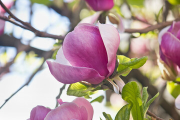 Spring blooming pink magnolia. Magnolia blossoming branches close-up