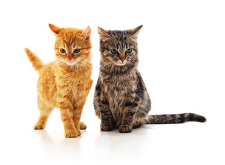 Obraz premium Two cute kittens standing together.