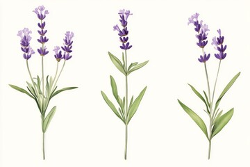 Obraz premium Lavender flower stem botanical illustration showing three different lavender plants on a light background