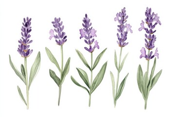 Fototapeta premium Lavender flower stem botanical illustration depicting different stages of bloom