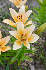 Obraz premium Soft pastel yellow lily flowers blooming in garden close up