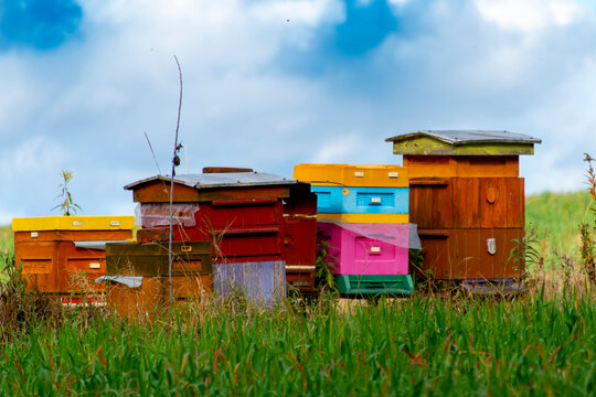 Bee Hives in the Field