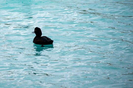 New Zealand Scaup Duck in Lake Tekapo