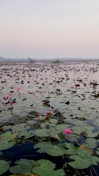 Witness the serene landscape of Lake Nong Harn, where vibrant red lotus flowers flourish amid lush greenery. A woman in fornt a a wooden boat at the Red Lotus Sea, Udon Thani Thailand