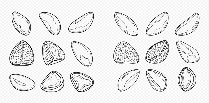 Set of hand-drawn Brazil nuts, whole and shelled, with detailed textures and outlines, perfect for food illustrations and healthy eating concepts.