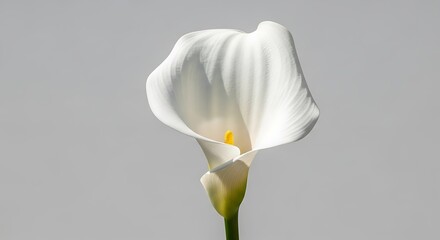White calla lily flower on a gray background