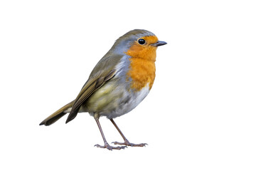 Obraz premium vibrant european robin bird, showcasing its iconic red breast and charming presence . Isolated on transparent background, png