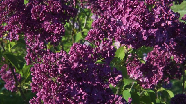 Close-up of abundant purple lilac inflorescences blooming on a sunny spring day in Dobele Lilac Garden (Latvia, Europe). Dense clusters of violet-purple flowers with green foliage. 