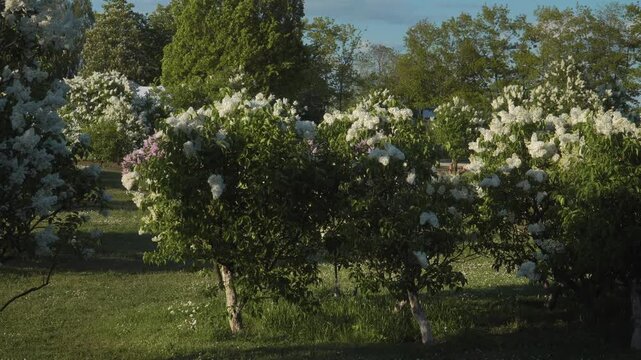 A sunny spring day in a lush garden filled with young white lilac trees in full bloom. The bushes are covered in beautiful white florets, creating an inspiring landscape in Dobele, Latvia. 