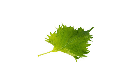 青じその葉 背景透過 マクロ 料理素材