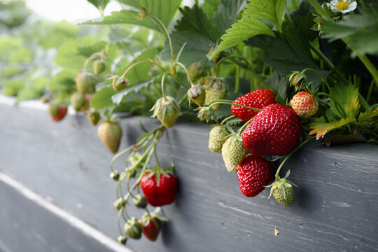 Strawberries growing in raised bed. Close-up view of fresh garden strawberry plant with red fruits