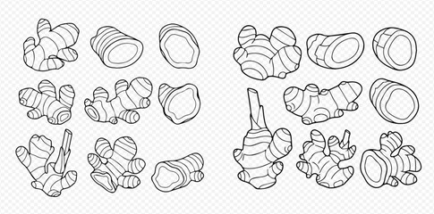 Set of fresh ginger root and sliced pieces line art illustration on transparent background.