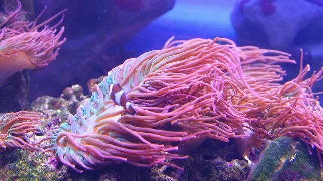 Reef fish Amphiprion swims next to anthozoa.