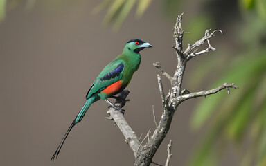 Obraz premium Vibrant Green Bird Perched on Dry Branch