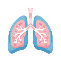Human Lungs Anatomy Illustration - Respiratory System, Trachea, Bronchi, Alveoli