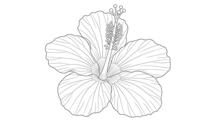 Fototapeta premium A detailed black and white line art illustration of a tropical hibiscus flower on a white background.