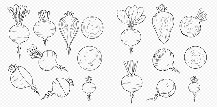 Hand-drawn sketch set of various beetroots and radishes, whole and sliced, on a transparent background.