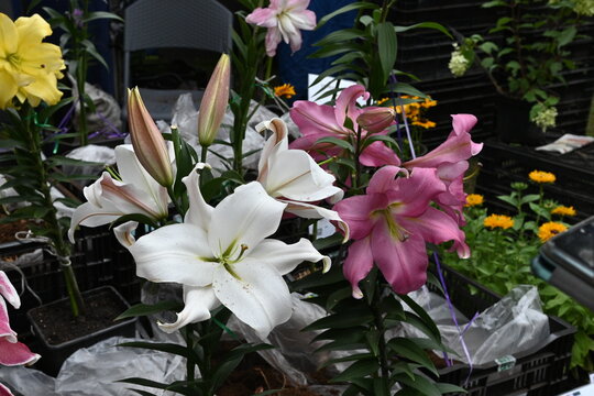 Empoli giant Orienpet Lily bulbs