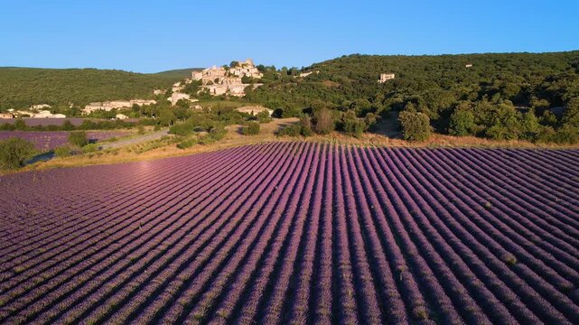 Aerial view of Provence lavender fields and the hilltop perched village of Simiane-la-Rotonde. Summer in Alpes-de-Hautes-Provence, France