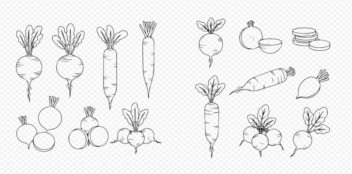 Hand-drawn sketch set of various fresh organic vegetables including radishes and carrots.