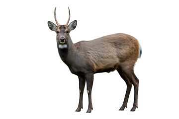 Obraz premium deer against an isolated backdrop, deer is viewed in side profile . Isolated on transparent background, png