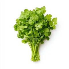 Fototapeta premium Fresh Green Coriander Herb Bundle Perfect for Cooking, Garnishing, and Adding Flavor to Dishes in a White Background