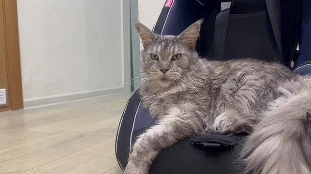 Video of a cat lying in a child car seat