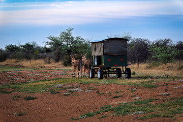 Obraz premium Donkey Cart School Bus Transporting Students in Rural Botswana