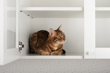 Cat lying inside cupboard © Svetlana Rey