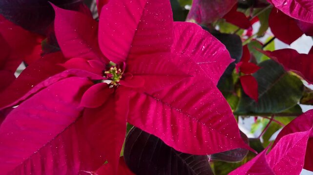 Cinematic Slow Motion Red Poinsettia Plant Close-Up Christmas