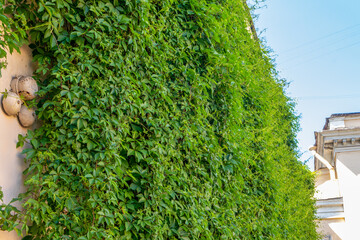 Dense growth of climbing vine transforms weathered wall, blending nature with urban architecture. Vibrant foliage creates textured green "carpet", evoking sense of renewal and harmony between city and