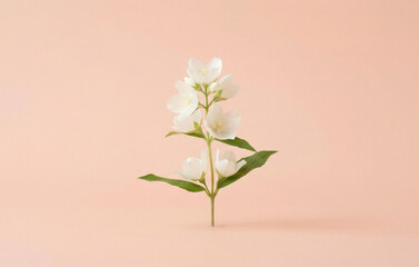 Fototapeta premium flowers