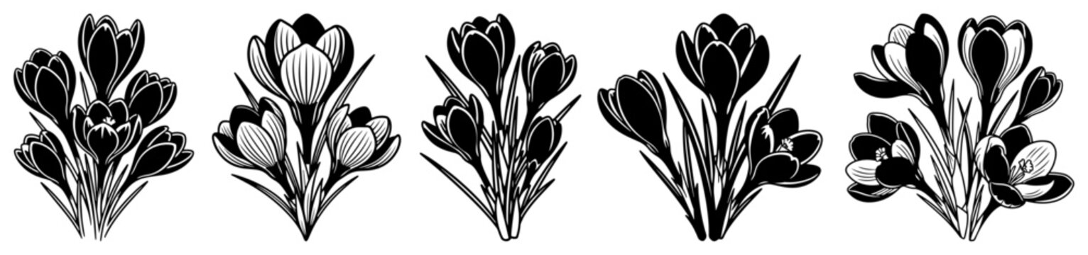 Collection of five hand drawn crocus flower bouquets in black and white botanical style