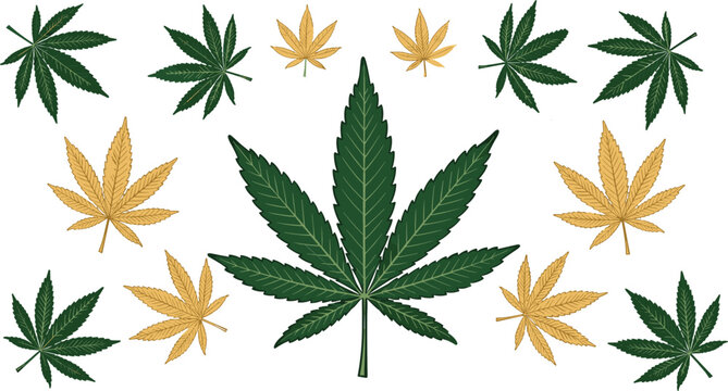 Detailed green and gold cannabis leaf vector illustration set isolated on white background, decorative marijuana botanical design collection