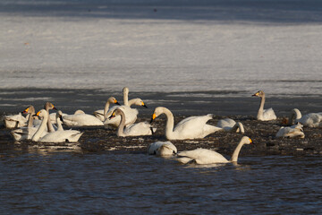 北海道の冬の畑の白鳥