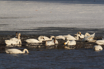 北海道の冬の畑の白鳥