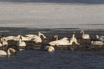 北海道の冬の畑の白鳥