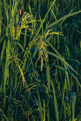 details of rice grains in the morning