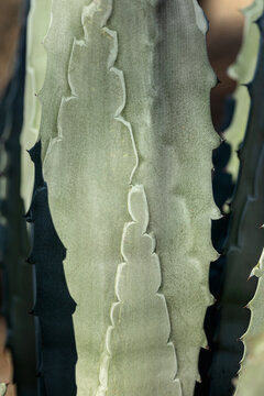 Extreme closeup of Agave Americana succulent plant grown in Arizona in arid desert, USA