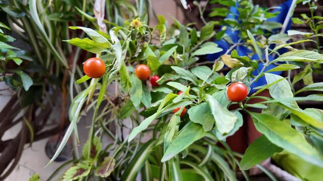 Bright Orange And Red Jerusalem Cherry Berries On Green Shrub