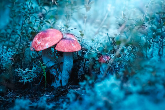 Family of aspen mushrooms in the moss in the evening.