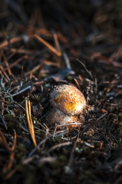 Small boletus mushroom grows on the ground among pine needles.